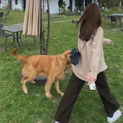 了不起的小家伙们